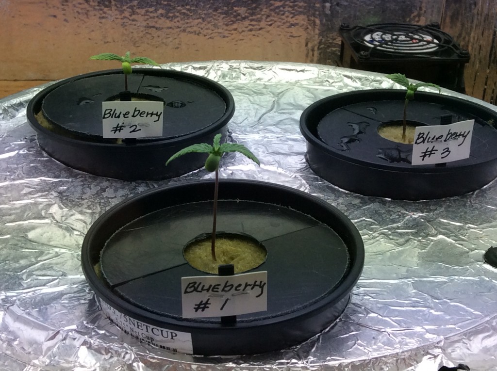 4/2/16 Blueberry Seedlings