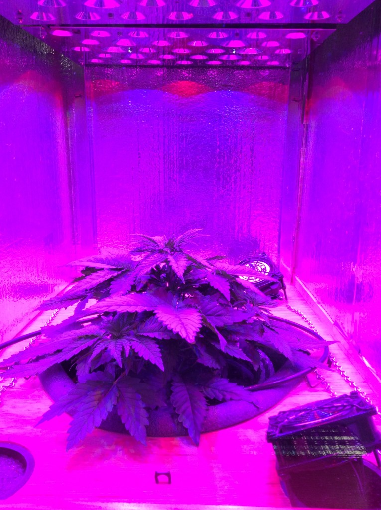 Blueberry Sister 33 days old