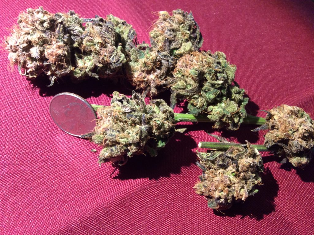 Blueberry Buds loaded with Trichomes curing