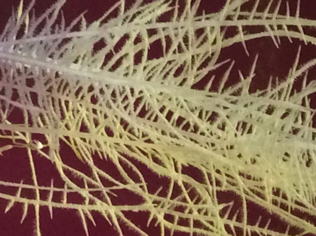 Fish bone root structure fine hairs