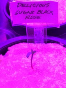 Delicious Sugar Black Rose