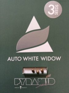 Pyramid White Widow Feminised Autoflower
