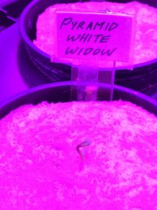 Pyramid White Widow Feminised Autoflower 