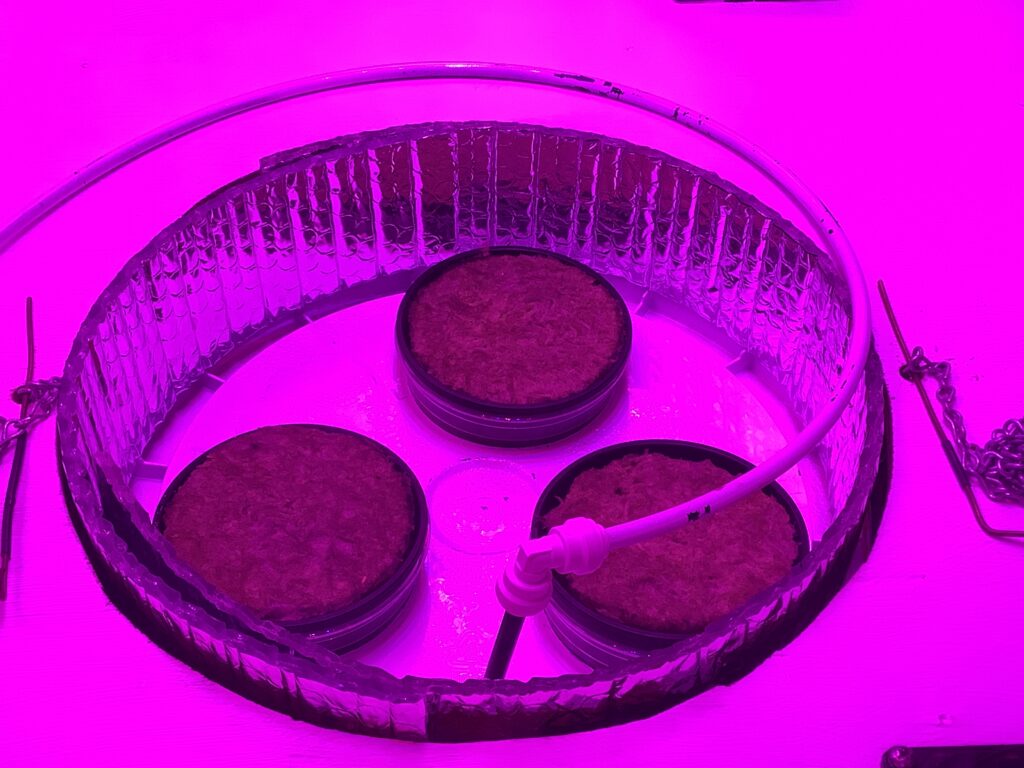Three Pineapple Express autos put to bed