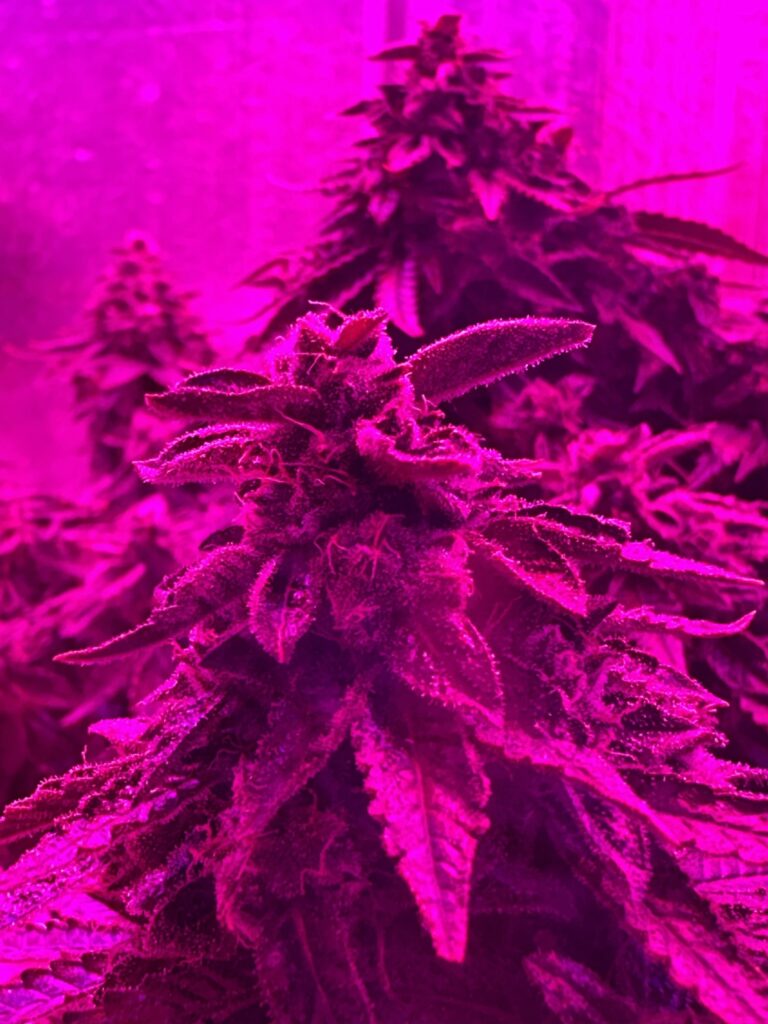 Pineapple Express Auto 83 days old….