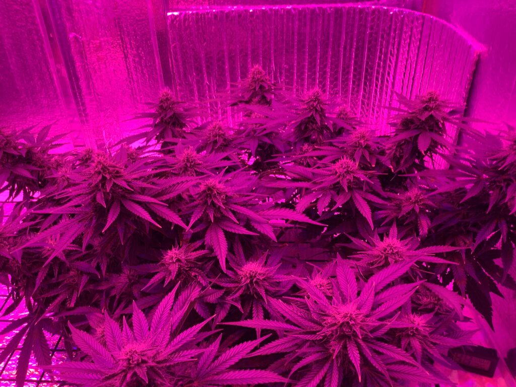 5/10/23 Pineapple Express Autos Ladies are 62 days old…..