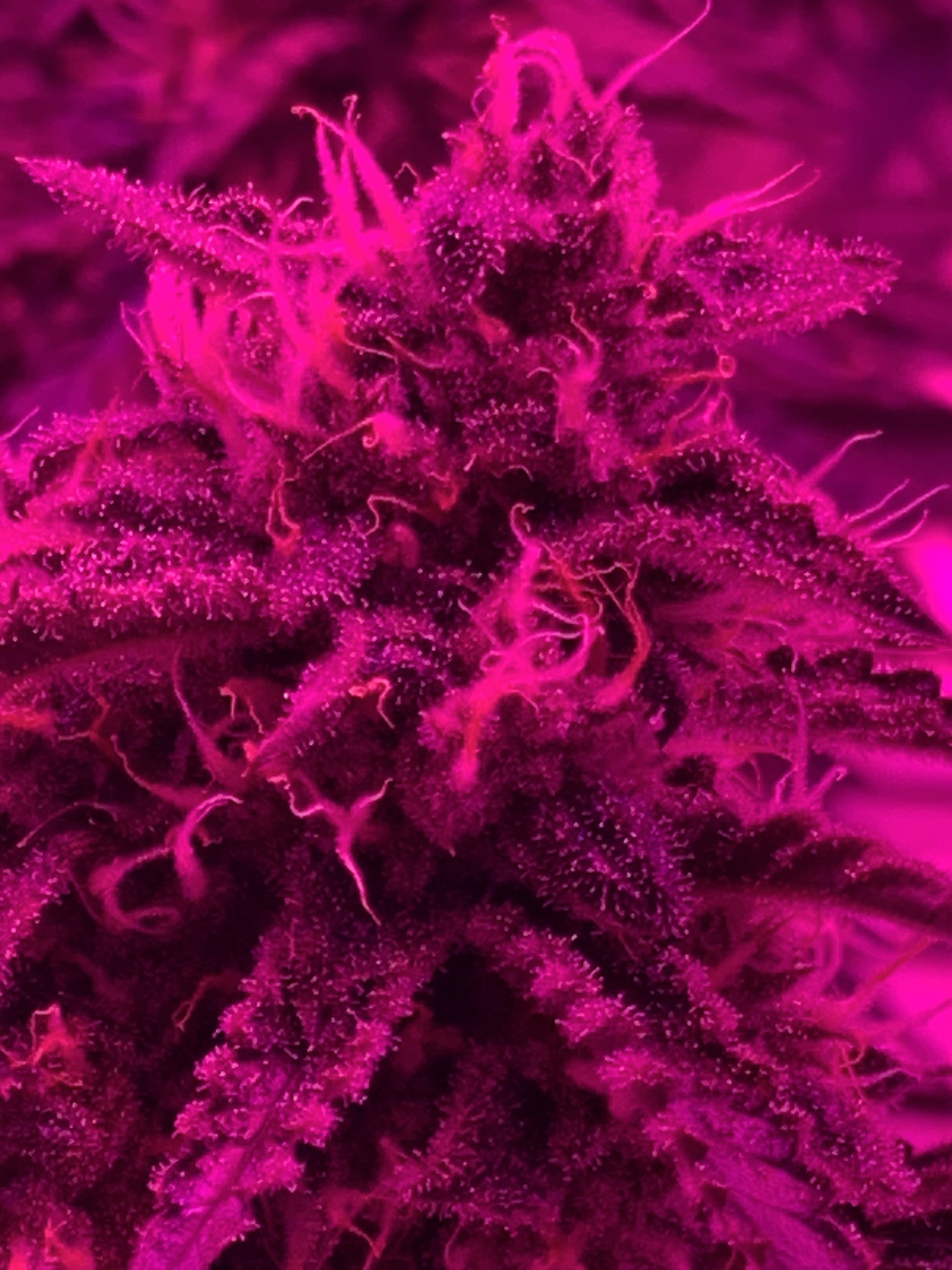 Pineapple Express ….90 days old  chop soon!