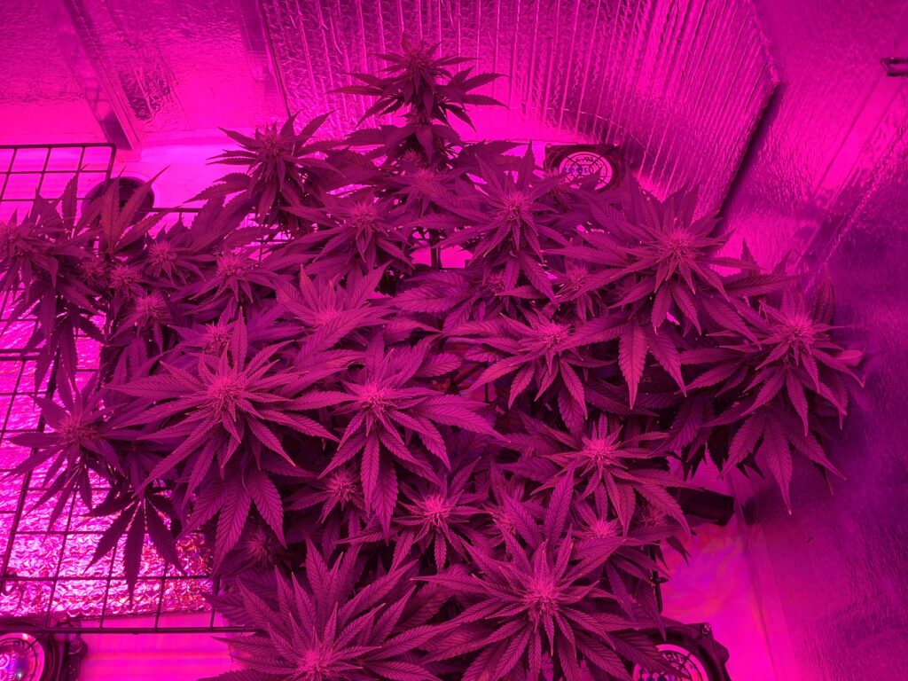 Pineapple Express 56 days old