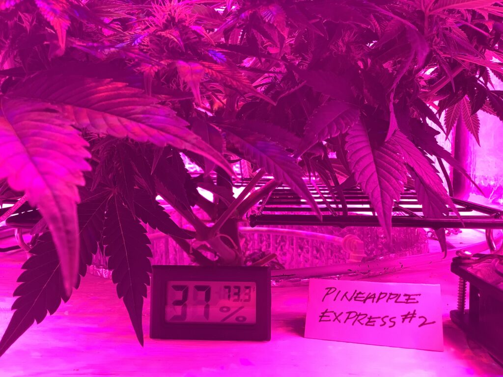 Pineapple Express 56 days old