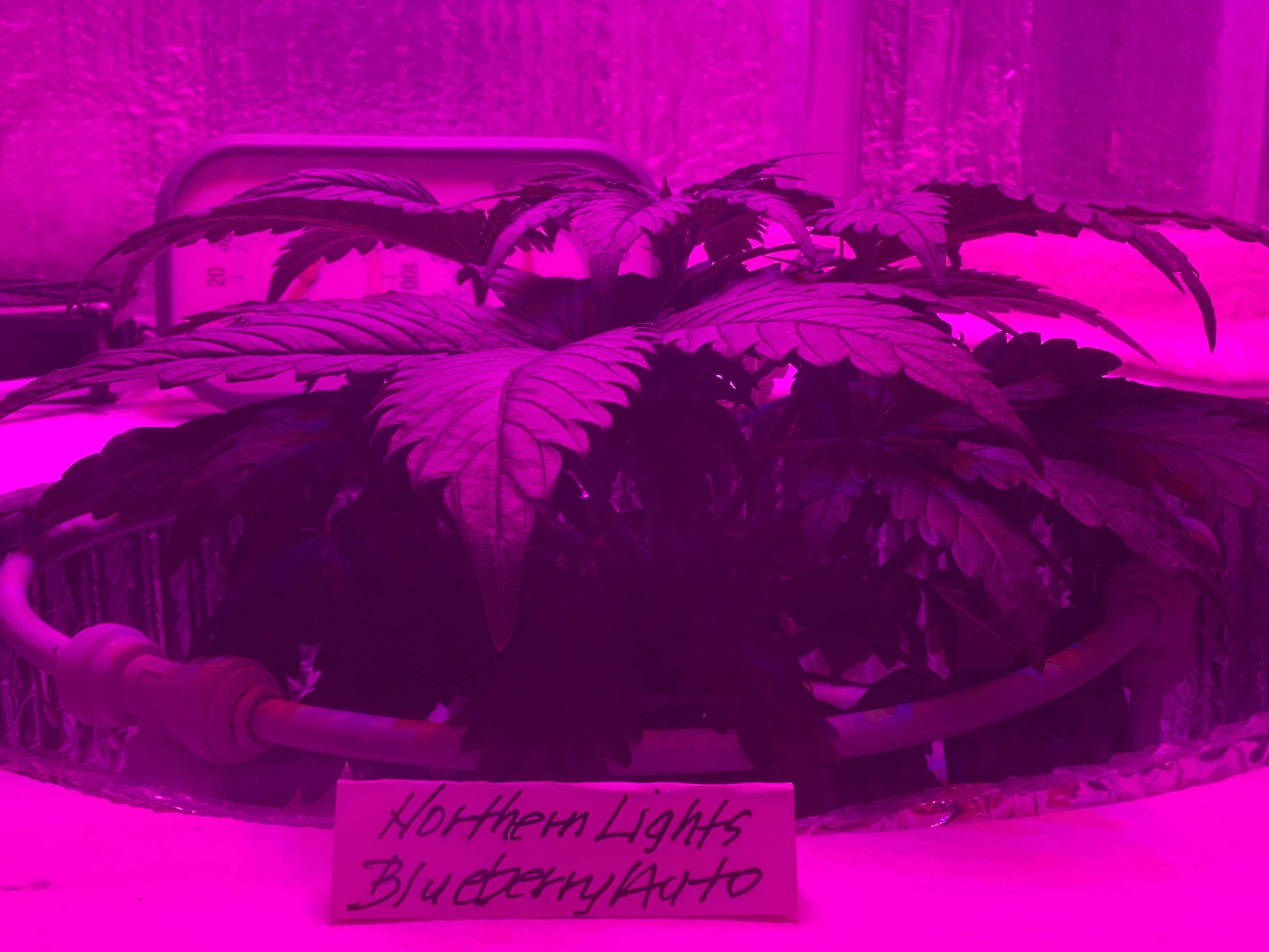 Northern Lights Blueberry Auto 24 days old