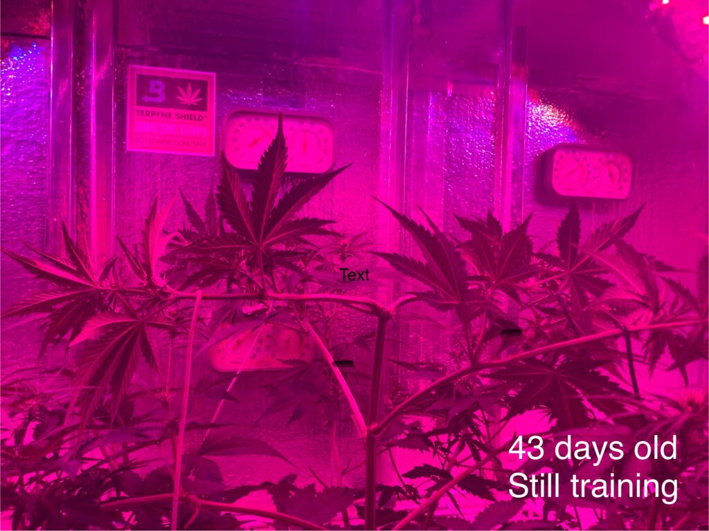 Amnesia Haze Auto 43 days old.