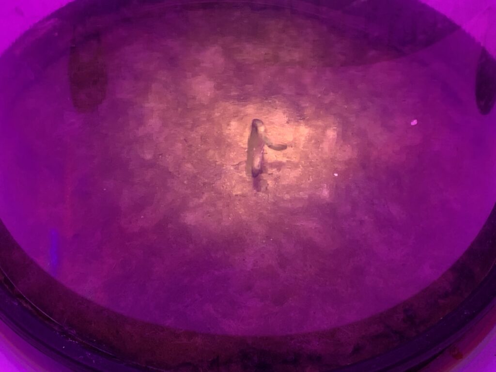 One rises to the occasion